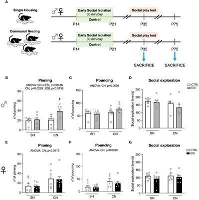 Communal nesting shapes the sex-dependent glutamatergic response to early life stress in the rat prefrontal cortex